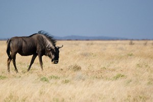 Gnu from Wikipedia: http://commons.wikimedia.org/wiki/File:Wildebeeste_%283688065376%29.jpg